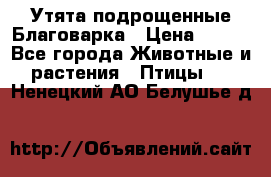 Утята подрощенные Благоварка › Цена ­ 100 - Все города Животные и растения » Птицы   . Ненецкий АО,Белушье д.